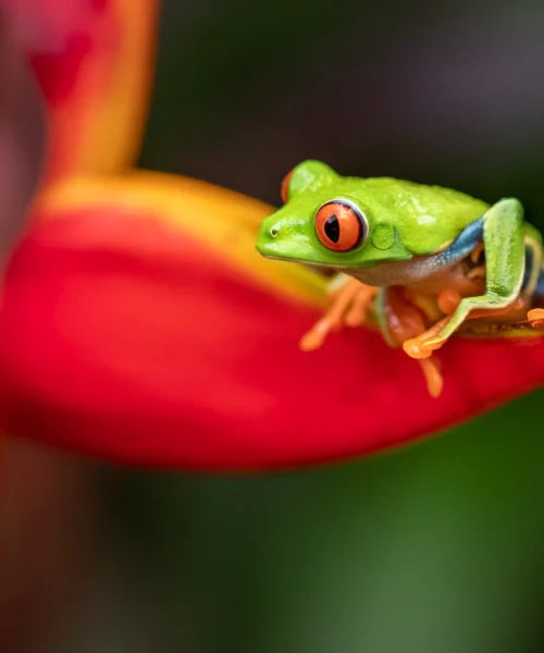 viaje a costa rica con Atlantis Travel
